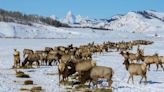 Refuge, outfitters miles apart on chronic wasting disease