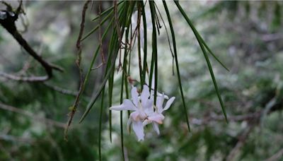 登大雪山驚見瀕危物種「撬唇蘭」 14層樓高紅檜樹頂現真容