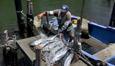 Cuba: pescadores rinden homenaje a Hemingway y salen al mar a capturar un pez aguja