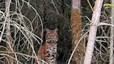 Watch: Curious bobcat on North Vancouver trail among recent big cat sightings