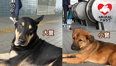 長洲被遺棄兩狗急尋領養 需三日內尋家時間緊迫 - 香港動物報 Hong Kong Animal Post