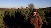 'Son nuestros bebés': Un día de cosecha en una granja de árboles de Navidad en Oregon