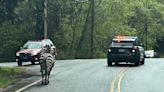 Zebra still on the loose in North Bend, officials close trailheads to keep people away