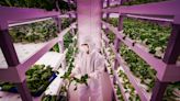 Singapore’s High-Tech Farms Reach For Self-Sufficiency