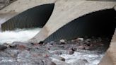 A federal program could fix Washington's salmon-killing culverts