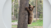 Property owner shoots and kills bear cub that entered South Lake Tahoe home