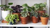 The Best Plants to Buy Based on Your Zodiac Sign
