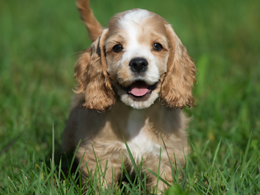 Cocker Spaniel Puppy Shares Sweet Reminder About How Much Dogs Love Their Humans