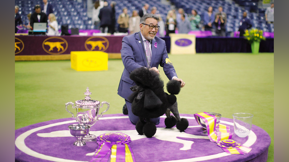 A little dog wins big at the Westminster Dog Show - Boston News, Weather, Sports | WHDH 7News