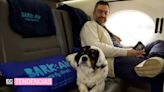 Una aerolínea exclusiva para perros ofrece vuelos por 5 300 dólares