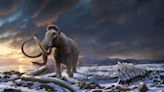 Genome study deepens mystery of what doomed Earth's last mammoths