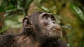 Chimpanzees Have Learned to Doctor Themselves