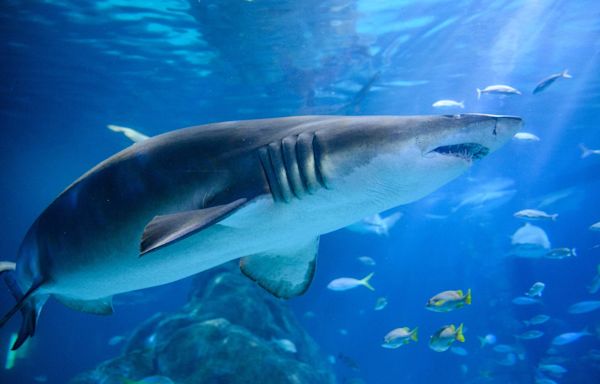 Spotting shark activity early can keep you safe from attacks