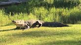 Shocking surprise: Alligator found at front door of Georgia day care