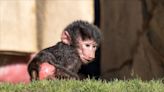 Meet Jasiri, the Oakland Zoo’s new baby baboon