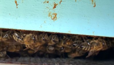 Another northern Ont. Beekeeper looking for answers after 1M bees suddenly die