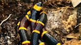 How coral snakes are different from other venomous snakes | ECOVIEWS