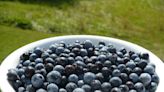 Wild Blueberry Festival returns to Paradise this weekend