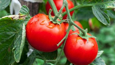 Tomatoes grow like crazy and taste incredible when given homemade fertiliser