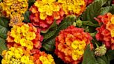 Add the vibrant, compact Luscious Basket Tangeglow lantana to your container garden mix