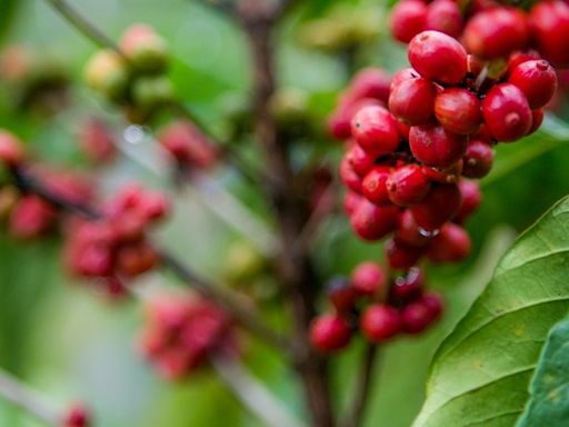 Em dois anos, Brasil pode ter mais oferta de café conilon que o Vietnã