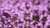 La plus belle fleur qui pousse sur la pierre pour un extérieur bucolique et sans efforts