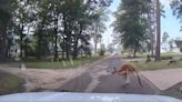 Loose kangaroo hops out in front of Texas police car