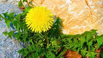 Remove patio weeds with effective method - no need to use vinegar