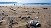 Thousands of dead migrant seabirds wash up on Canada shore, avian flu suspected