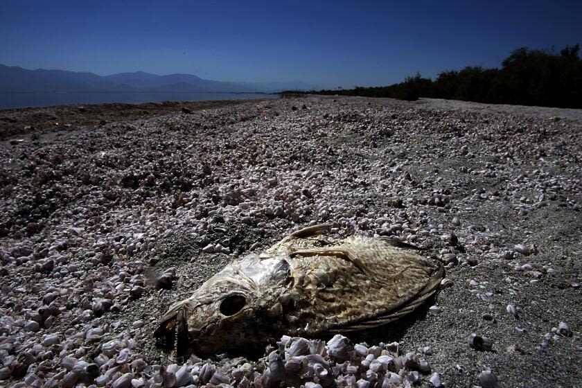 The Salton Sea is now smelly all year long and making people's asthma worse. The culprit? Bacteria