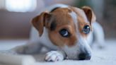Whale eyes in dogs: Vet's guide to signs and causes