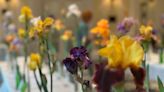 A look inside of the Central Virginia Iris Society Show & Sale at Lewis Ginter Botanical Garden