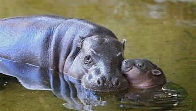 Zoológico en República Checa presenta a cría de hipopótamo pigmeo | FOTO