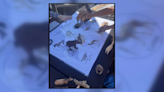 Tule Springs Fossil Beds National Monument celebrates Junior Ranger Day