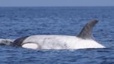 Rare WHITE killer whale spotted & scientists say it has ‘glowing mutation’