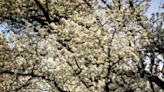 Ohio's ban on Callery pear trees now in effect