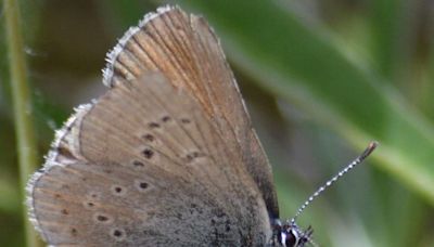 Oregon Winery Van Duzer Vineyards Protects A Butterfly From Extinction