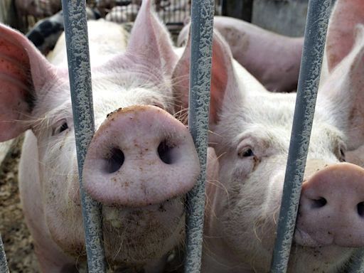 China probes EU pork products in prelude to retaliation for tariffs on electric vehicles