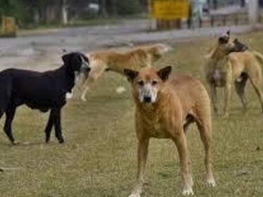 Police book two men for trying to dump stray dogs in MP's Satna river
