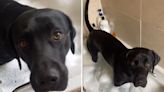 Woman tries to have relaxing bubble bath, Labrador has other ideas