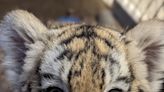 Indianapolis Zoo Mourns the Death of Four-Month-Old Tiger Cub: 'We Are Heartbroken'