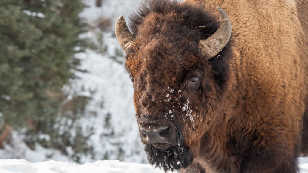 Yellowstone Visitor, 83, Seriously Injured After Being Gored by Bison