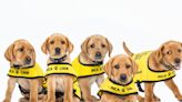 For every dollar donated to CNIB's 'urgent' guide dog campaign, it spends 52 cents on fundraising