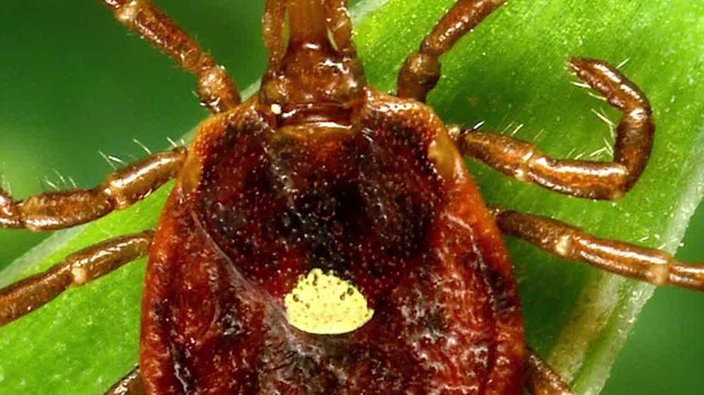 Consumer Reports: The lone star tick is spreading across the US. Here's what to know