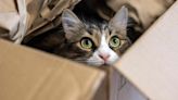 Family's Cat Accidentally Shipped to Amazon in 'Nightmare Come to Life'