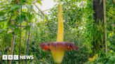 Corpse Flower: Kew's foul-smelling plant blooms again