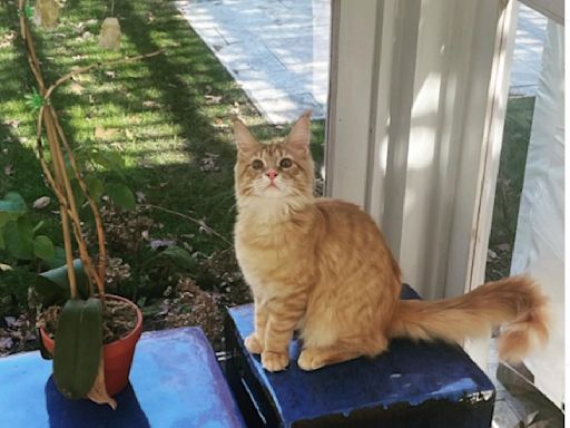 Chef Bobby Flay Celebrates His Gorgeous Maine Coon Cat Canelo's Birthday