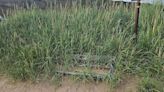 Welsh county left 'looking a state' as bench swallowed by uncut grass