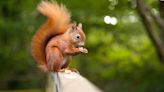 9 Smart Ways to Keep Squirrels Away From Your Garden, According to Pest Pros