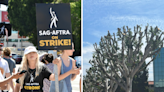 SAG strike – live: Universal Studios accused of pruning trees to remove shade for picketing actors and writers